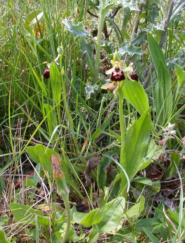 Flora corsa